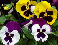 60293194 pansies