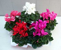 CYCLAMEN