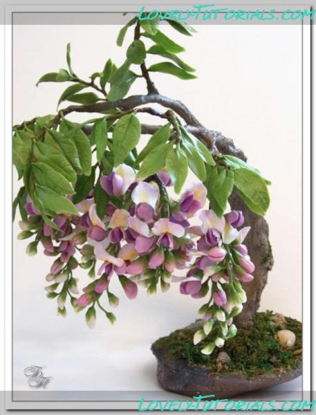 глициния 11237#post11237