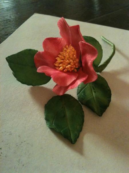 foto (34)
Camelia Japonica